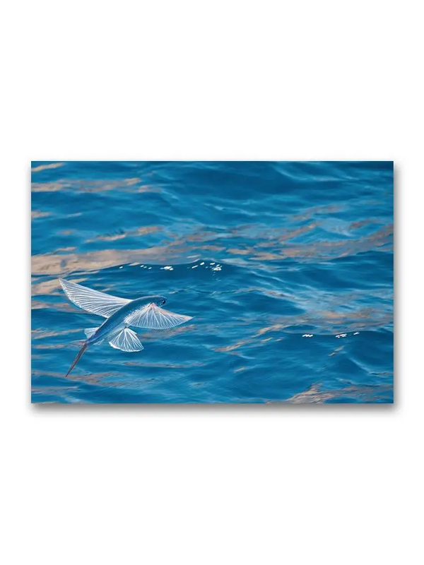 Incredible Flying Fish  Poster -Image by Shutterstock